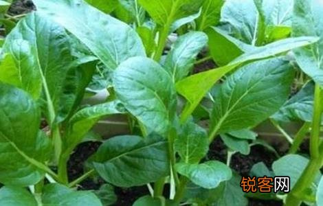 最新菜心种植技术,最新菜心种植技术，绿色革命的新篇章，绿色革命新篇章，最新菜心种植技术揭秘