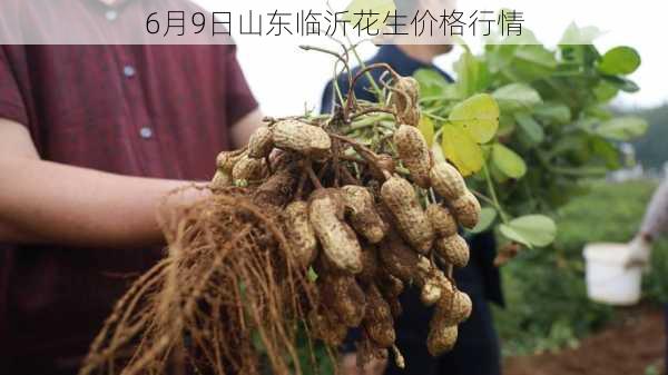 山东花生价格最新行情,山东花生价格最新行情，市场走势与产业洞察，山东花生价格最新行情，市场走势、产业洞察及行情概览