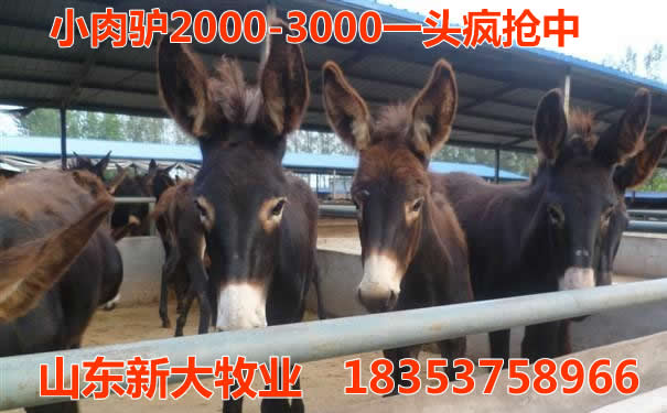毛驴最新价格表,毛驴最新价格表，探寻市场趋势与背后的故事，毛驴最新价格表揭秘，市场趋势与背后故事探究