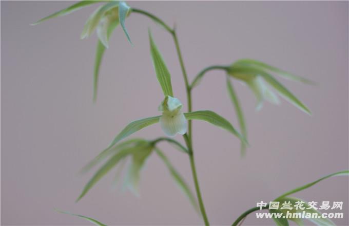 素子花事新篇,素子花事新篇，一场自然与心灵的盛宴，素子花事新篇，自然与心灵的交融盛宴