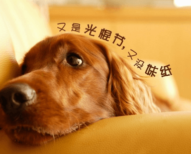 7777788888精准狗狗,科学分析严谨解释_数字版57.183