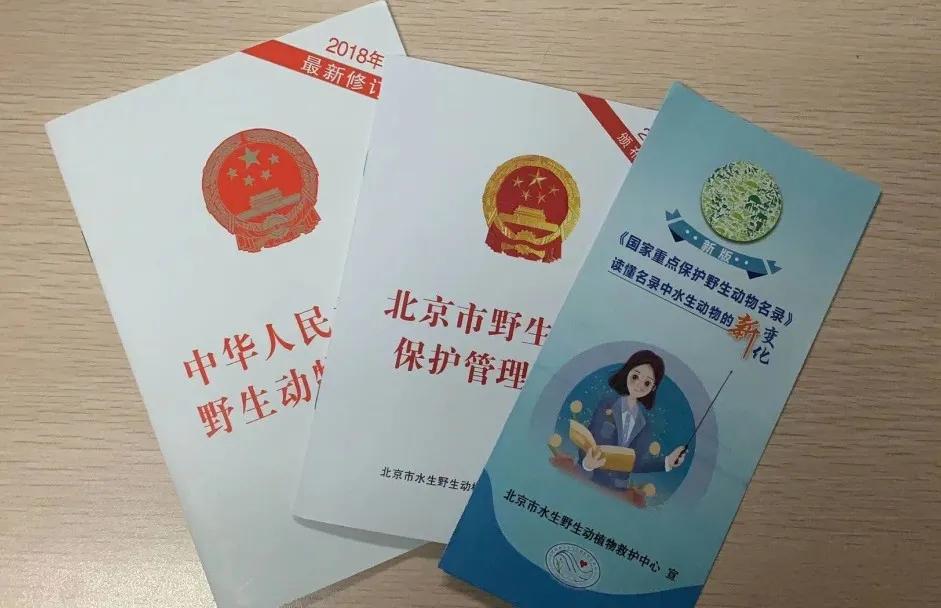 “最新龟类视频”,最新龟类视频，探索神秘陆生与水生世界的窗口，最新龟类视频，探索神秘陆生与水生世界的精彩瞬间