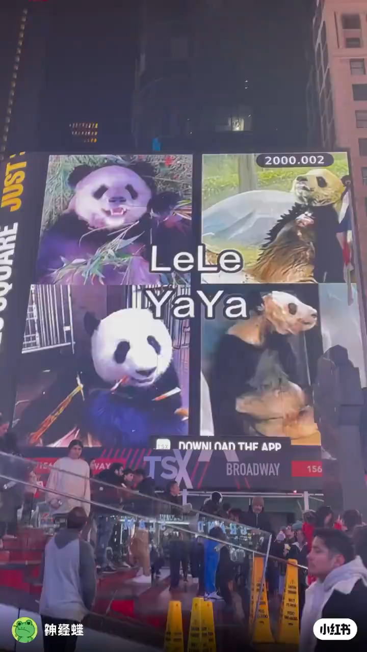 丫丫回国最新动态,丫丫回国最新动态，熊猫归来的暖心之旅，熊猫丫丫回国最新动态，暖心之旅的温馨瞬间