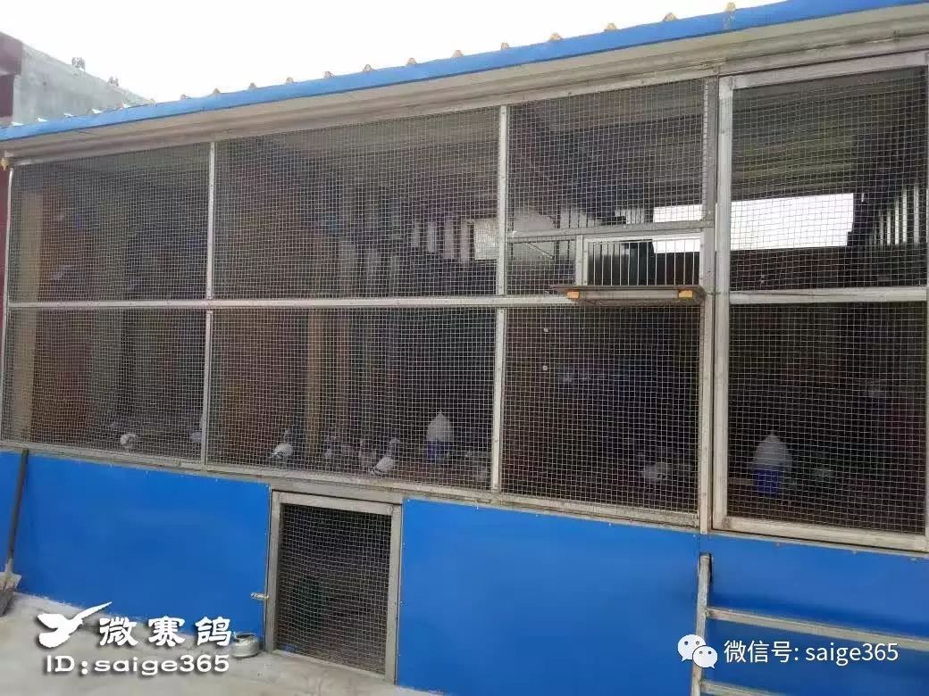 最新鸽舍,最新鸽舍，探索现代养鸽新风尚，现代养鸽新风尚，探索最新鸽舍的魅力