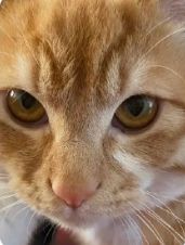 电信最新猫,电信最新猫，科技的新宠，家庭的新选择，电信最新猫，科技新宠，家庭首选之选