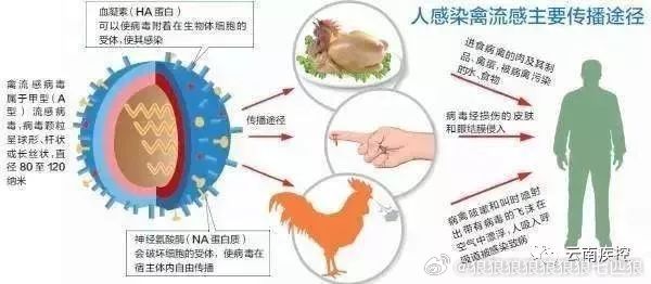 禽流感最新消息2016,禽流感最新消息2016，全球防控与科学研究进展，全球禽流感防控与科学研究进展，最新消息回顾与报告 2016年